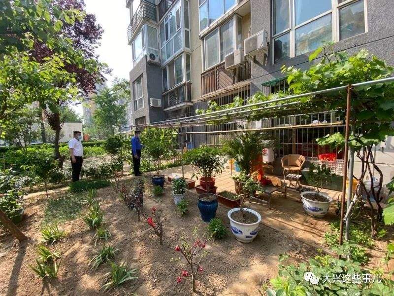 上海阿姨将小区草坪改成菜园 目击者:可以理解